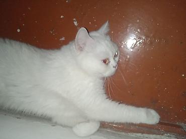 ev itleri ucuz: Yaxşı əllərə — 1