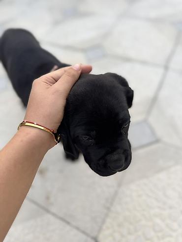 it damı: Kane-Korso, 1 ay, Erkək, Ünvandan götürmə — 3