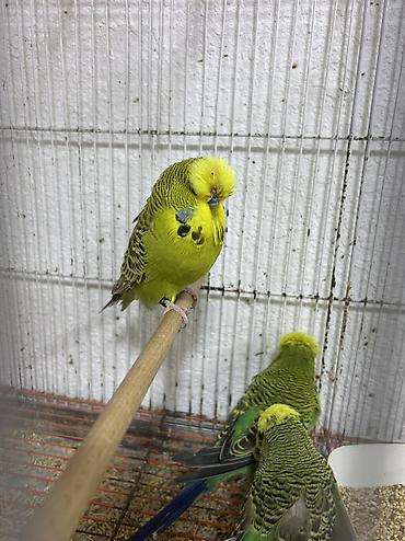 Tutuquşları: Salam . Jumbo erkək quşlar satılır hamısı hazır erkəylərdi çoxsu cütdə — 7