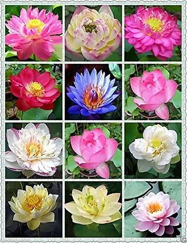 Semena i sadnice: 05. Seme Lotosa Cena:950din/5 semenki Za kućni Lotus potrebna vam je — 5