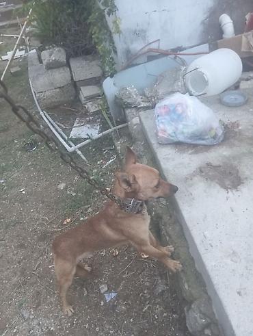 taksa it: 2 il, Erkək, Ödənişli çatdırılma — 3