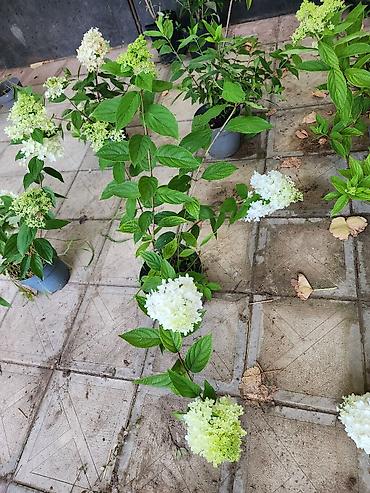 payiz dekoru: Ağ çiçəkləri olan panikulyar hortensiya (Hydrangea paniculata) – — 3