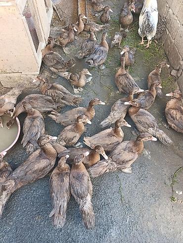 akita qiymeti: Qiymət razılaşma yolu ilə — 1