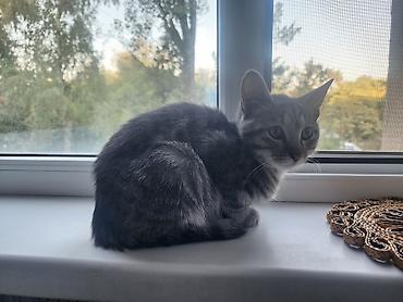 кошки серые: Котёнок серо-тигрового окраса, девочка, ищет себе дом. 14 сентября — 8