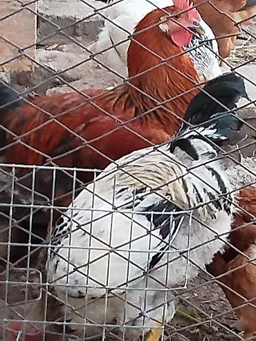Животные: Продаю | Куры | Для разведения — 3