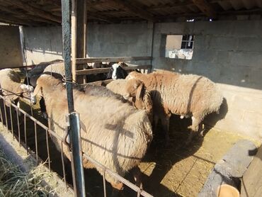 сколько стоит собака породы доберман: Сатам | Ургаачы кой (ургаачы) | Көбөйтүү үчүн