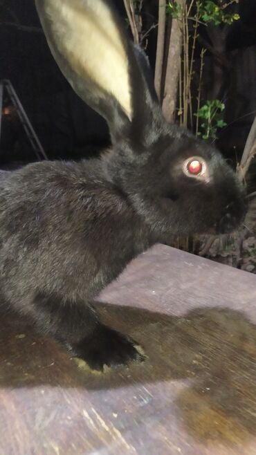 Dovşanlar: Flandr cinsli damazlıq dovşan balaları satılır. Ətlik cinsidir. Təmiz -da lalafo.az — 18 Dovşanlar: Flandr cinsli damazlıq dovşan balaları satılır. Ətlik cinsidir. Təmiz — 18