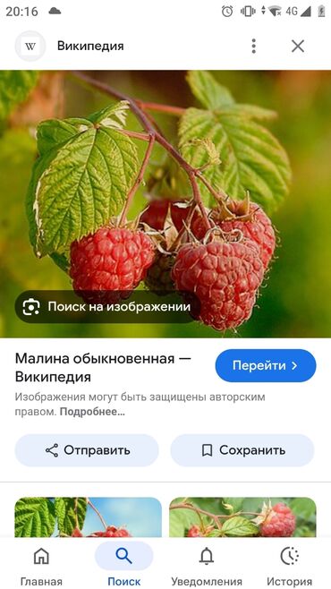 букет из клубники бишкек: Малинанын рассадасын сайтам