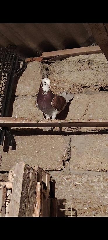 qus yuvası: 12 tuk tutulma qirmizi agbaw erkek 1 aydi tutulub maya bilib — 7