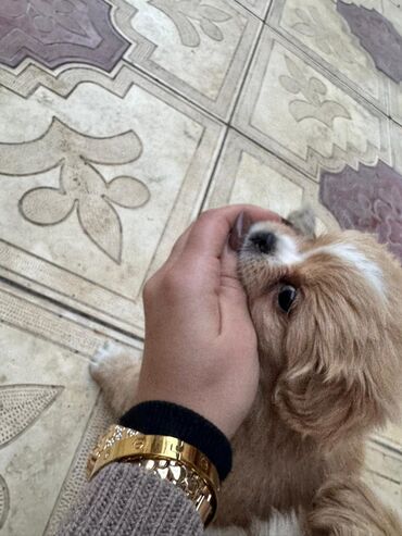 İtlər: Pekines, 2 ay — 17