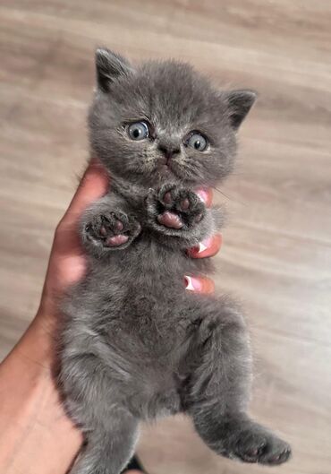 Pişiklər: Britan — 1