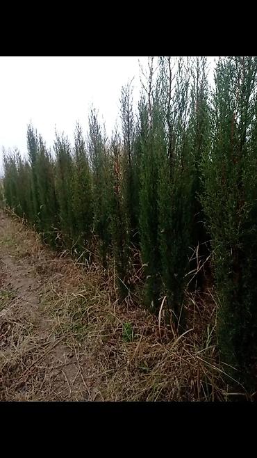 fıstıq ağacı satışı: Məhsul: Peyzaj üçün iynəyarpaq və gül kolları - Thuja “Aurea Nana” — 6