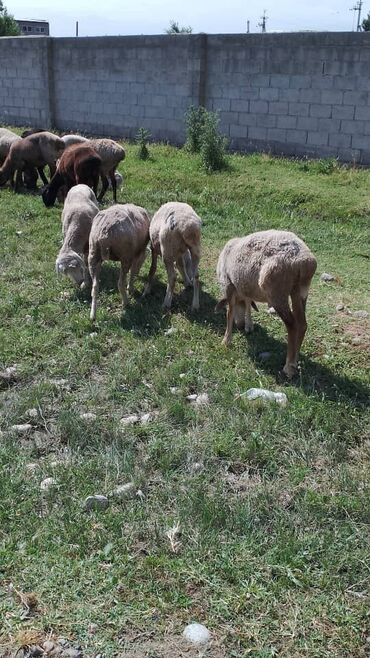 Бараны, овцы: Продаю | Овца (самка) | Меринос | На забой, Для разведения, Для шерсти | Матка