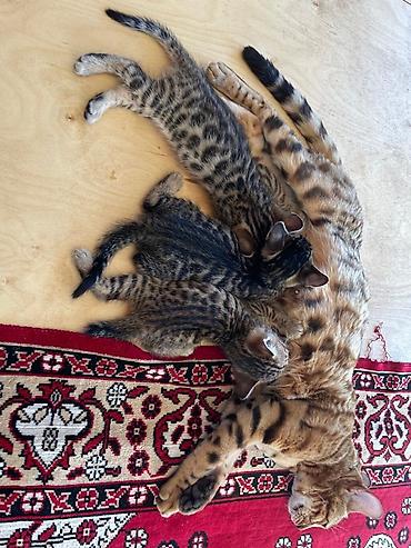 кошки сиамская: Бенгальская, 2 месяца, Девочка, Биколор, Приучена к лотку — 9