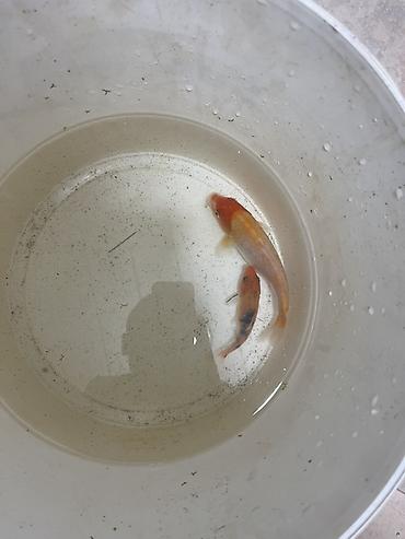 koi balığı: Qızıl balıq, Sülhsevər — 3