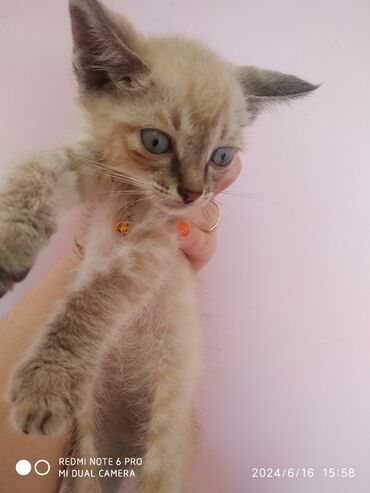 сиамская вислоухая кошка: Отдам сиамских котят в добрые руки. Милые пушистые зверушки. Кушают