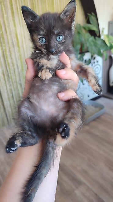 scottish fold: Кошка даром: Беспородная, 2 месяца, Девочка, Приучена к лотку — 4