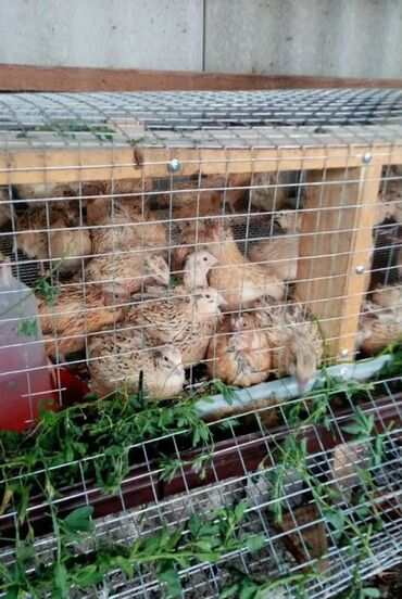 купить корм для перепелов несушек: Продаю | Куры