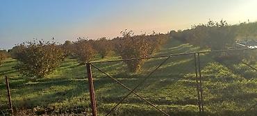 garden: 166 sot, Kənd təsərrüfatı, Mülkiyyətçi, Kupça (Çıxarış) — 2
