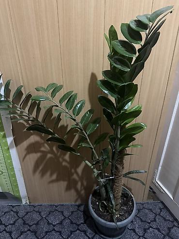 Замиокулькас (долларовое дерево) в декоративном горшке. - Крупное at lalafo.kg Замиокулькас (долларовое дерево) в декоративном горшке. - Крупное