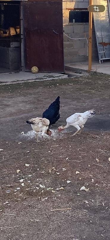 Продам с/х животных: Продаю | Куры | Дакан | Несушки — 1