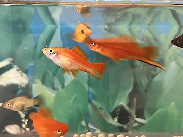 Balıqlar: Sülhsevər, Ünvandan götürmə — 1