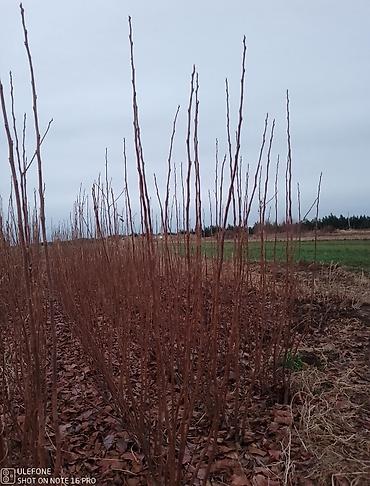 Tinglər: Xurma ağacları satışdadır zəmanətli verilir ağaclar çatdirilma pulsuz — 13