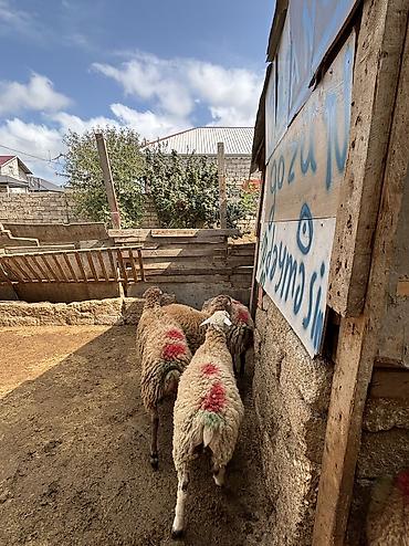 etlik: Quzu, Erkək, ay: 8, 35 kq, Ətlik, Ünvandan götürmə — 5
