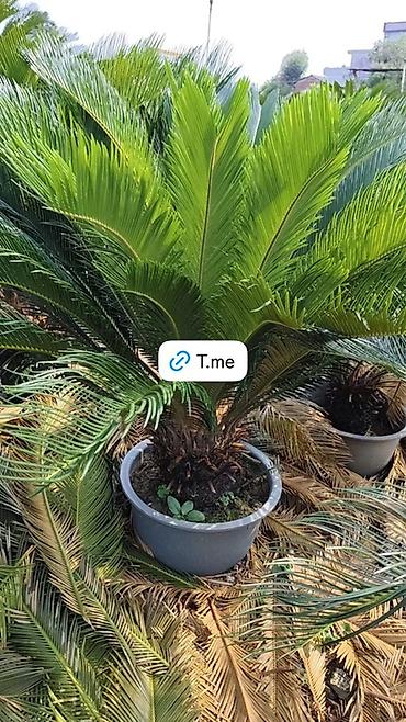 Пальмы: Сага цикасовая (Cycas revoluta) в кадках - Декоративные взрослые — 8