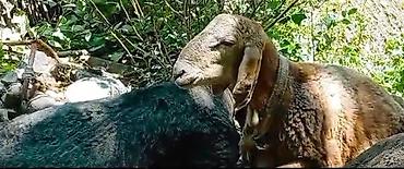 дойки ко: Продаю | Баран (самец) | Арашан — 2