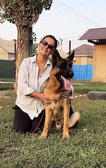 немецкую овчарку: П❤️Р❤️О❤️Д❤️А❤️Ж❤️А ‼️ Молодой, годовалый кобель немецкой овчарки! — 2