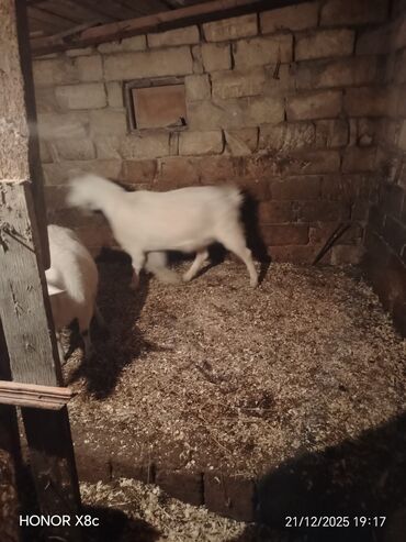 Keçi, çəpiş: Qiymət cütünə ayıdır cütü 650 manata sani boğaz keçilər di isteyen — 4