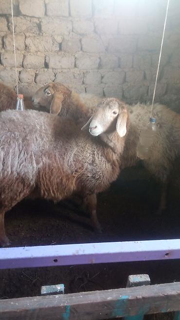 Баран, овца: Продаю | Овца (самка) | Для разведения | Матка — 10