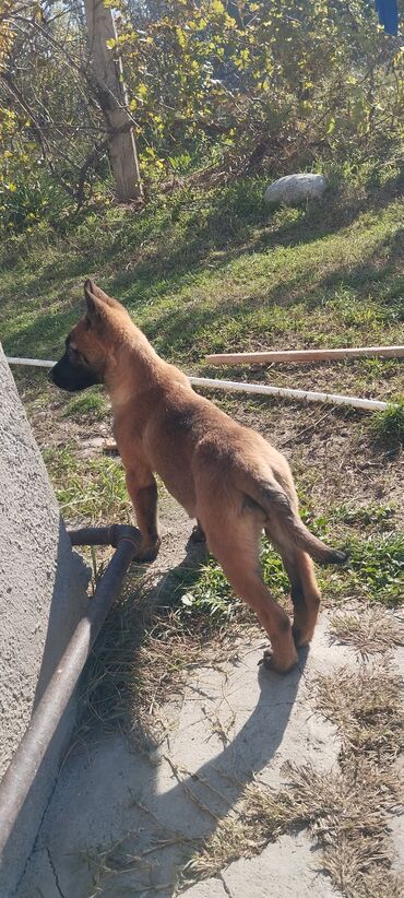 İtlər: Belçika çoban iti, 3 ay, Dişi, Pulsuz çatdırılma — 7