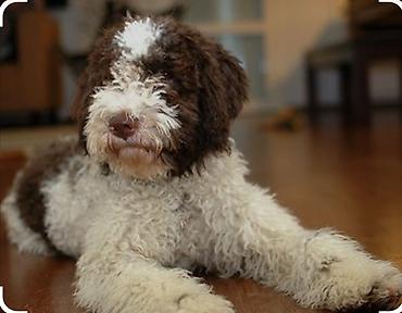 ev heyvanlarl: Lagotto Romagnolo İtaliyan cuns antialergen həm evdə həm coldə — 2