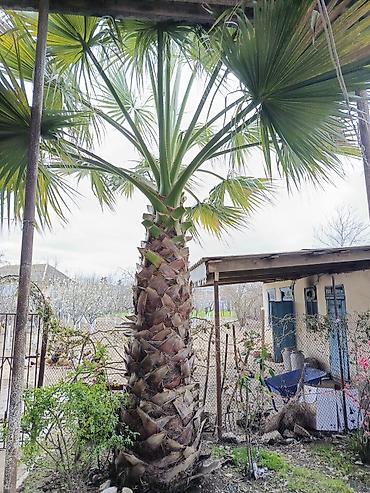 altay su matoru: Meksika Fan Xurması (Washingtonia robusta) – həyət və bağ üçün — 3