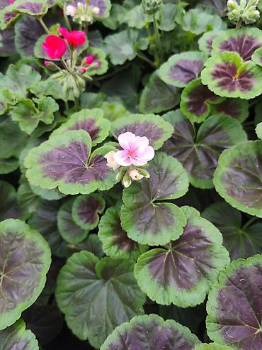 Buket güllər: Geran, sardunya, geranium, pelargonium, geran zonali topdan və — 3