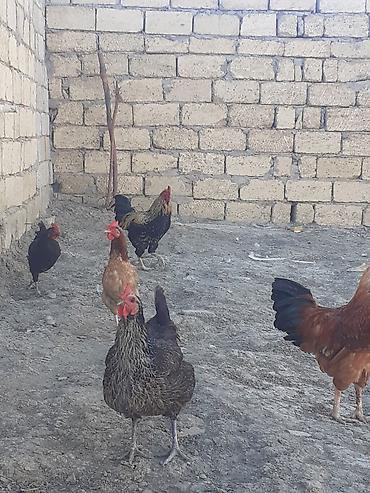 qırqovul yumurtası satışı: Salam oz qapimin heyvanlardir temz kennt mehsullari isdeyen adama — 10