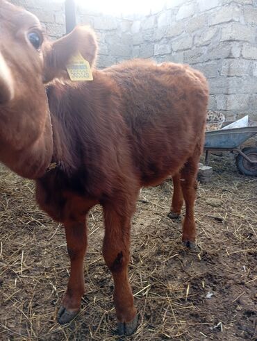Dana, buzov: Damazlıq ve etlik danalar satılır unvan bine — 2