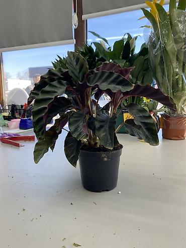 Калатея Руфибарба (Calathea rufibarba) в пластиковом горшке. -