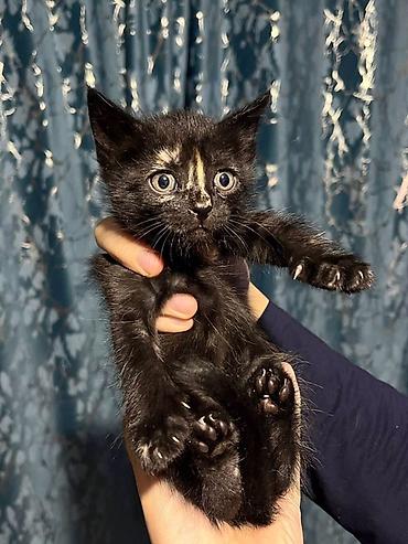 каракол котята: Срочно ищу добрые руки для котят!! 🐱🤍 отдам в хорошие, заботливые — 6