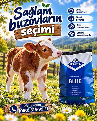 balaca itlər: Quru süd/ buzov üçün süd/ süd / buzov böyütmə / buzov bəsləmə/ Sprayfo — 1