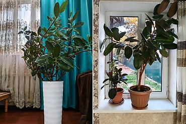 земля для комнатных растений: Фикус эластика (Ficus elastica, каучуконосный) всё 2000 сом — 1