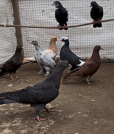 ev qus: 8 göyerçin satılır. Tek Tek Satılmır — 3
