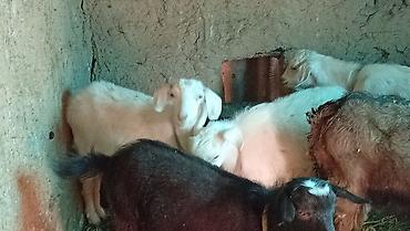 Продам с/х животных: Продаю | Козлёнок | Для разведения — 4