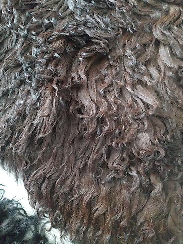 Ковры и паласы: Ковер Б/у — 5