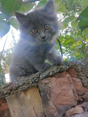 отдам кота я его боюсь: Кошка даром: Беспородная, 2 месяца, Девочка