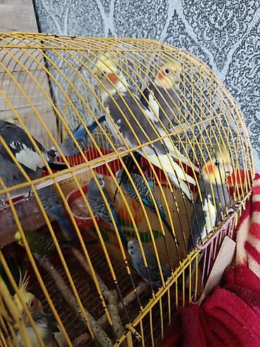 dalmatin satilir: Növ: Dalmatin və boz rəng çalarlı nimfa (cockatiel) papağanları və — 6