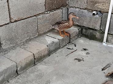 müşk ördəyi: Dişi, Damazlıq, Ünvandan götürmə — 1