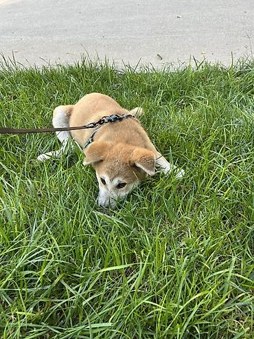 Akita-inu, 2 ay, Erkək, Ünvandan götürmə, Pulsuz çatdırılma lalafo.az -da — 2 Akita-inu, 2 ay, Erkək, Ünvandan götürmə, Pulsuz çatdırılma — 2